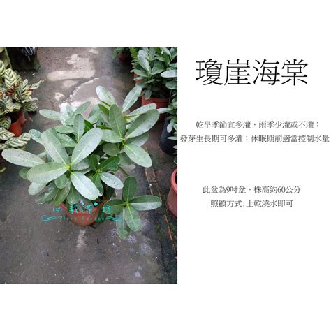 龍珠果風水|< 室內植栽 > 瓊崖海棠